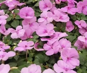 Impatiens