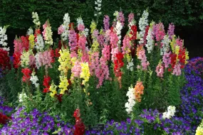 Snapdragons